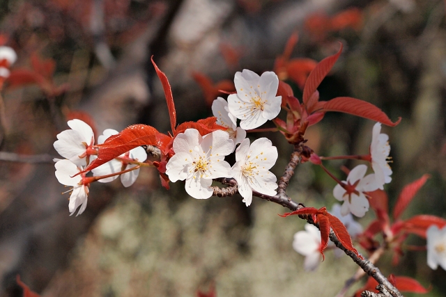 山桜