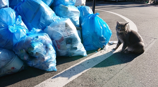 ゴミを狙う猫