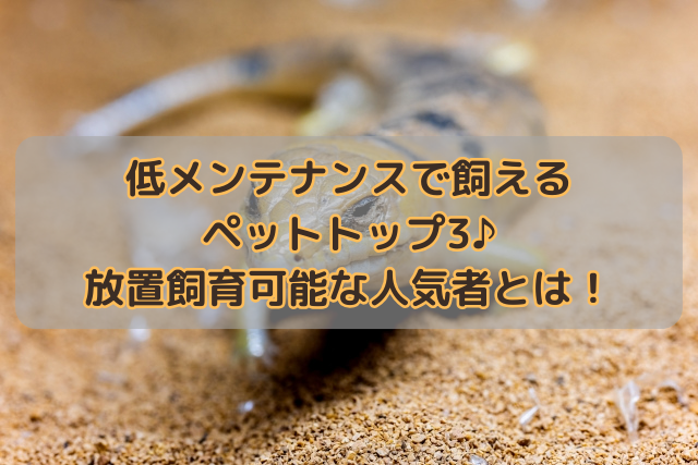 低メンテナンスで飼えるペットトップ3♪放置飼育可能な人気者とは！