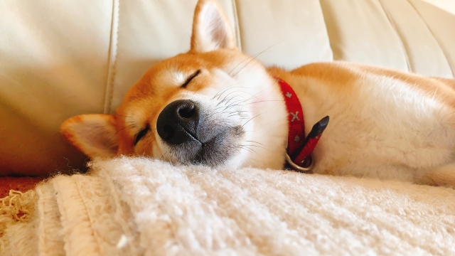 眠る柴犬