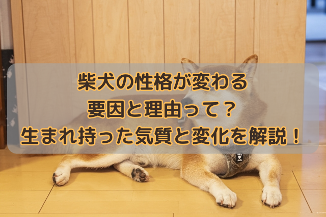 柴犬の性格が変わる要因と理由って？生まれ持った気質と変化を解説！